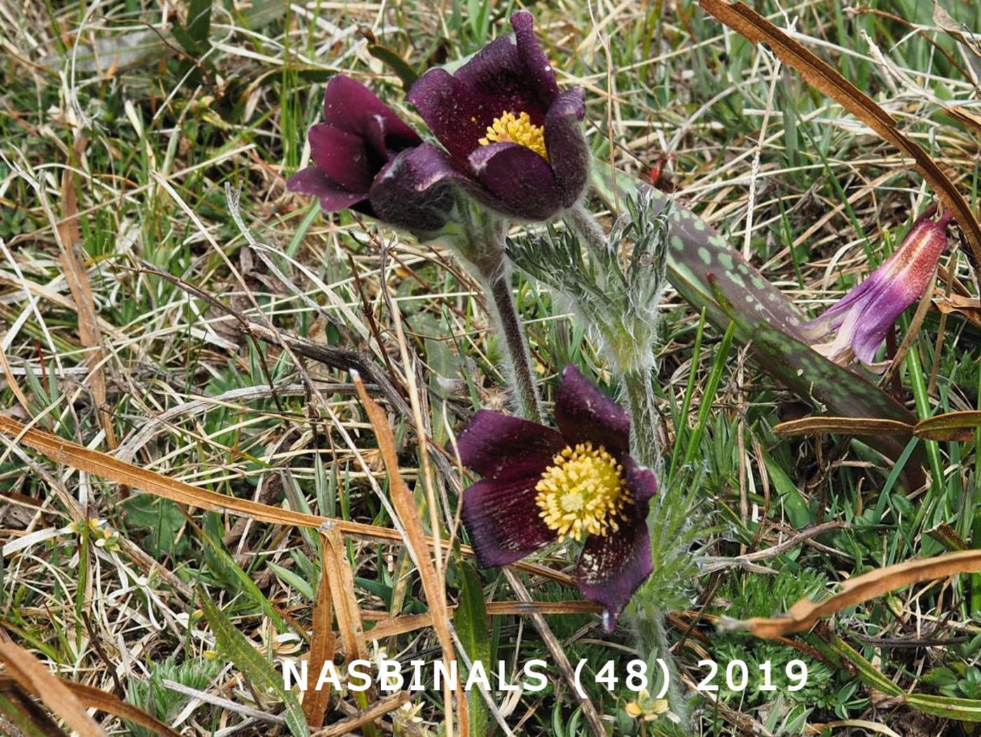 Pasque flower leaf